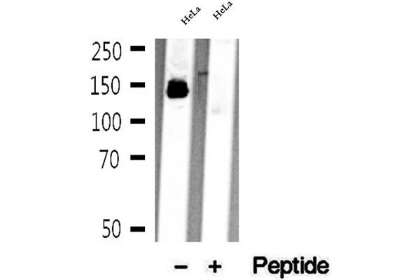 DIAPH1 antibody