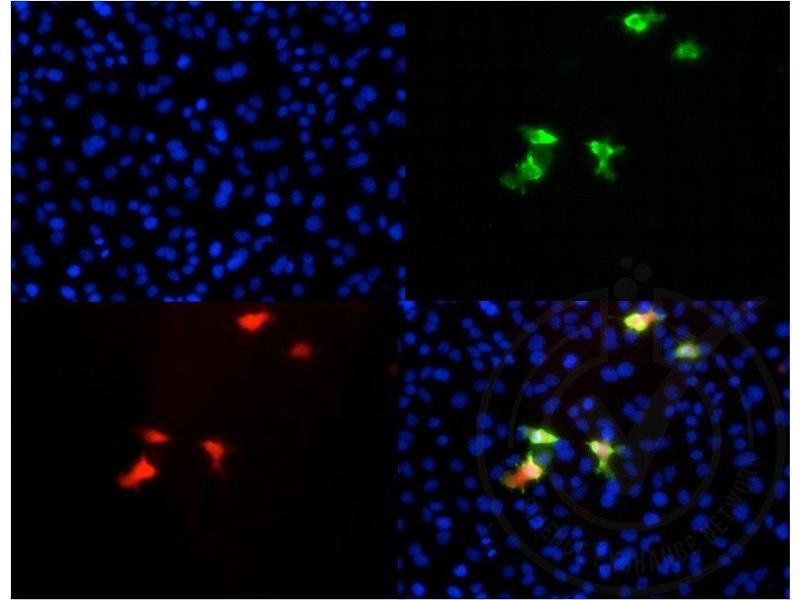 anti-mCherry Fluorescent Protein antibody