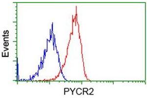 Image no. 2 for anti-Pyrroline-5-Carboxylate Reductase Family, Member 2 (PYCR2) antibody (ABIN1499983) (PYCR2 antibody)