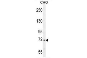 C2 Antibody (N-term) western blot analysis in CHO cell line lysates (35µg/lane). (Complement C2 antibody  (N-Term))