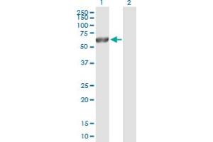 Western Blot analysis of CAMK2G expression in transfected 293T cell line by CAMK2G MaxPab polyclonal antibody. (CAMKII gamma antibody  (AA 1-527))