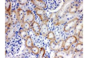 IHC testing of FFPE rat kidney with SLC22A2 antibody. (SLC22A2 antibody)