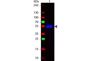 Western Blot of Fluorescein conjugated Goat Anti-Monkey IgG (gamma chain) secondary antibody. (Goat anti-Monkey IgG (Heavy Chain) Antibody (FITC) - Preadsorbed)