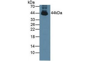 PTPN2 antibody  (AA 1-257)