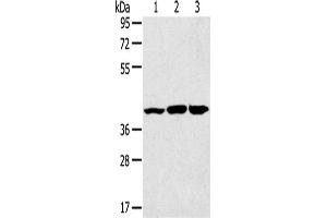 Western Blotting (WB) image for anti-Mitogen-Activated Protein Kinase 9 (MAPK9) antibody (ABIN2431550) (JNK2 antibody)