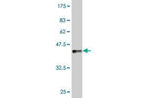 Western Blot detection against Immunogen (36. (VPREB3 antibody  (AA 24-123))