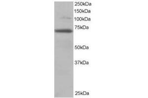 Image no. 1 for anti-Ran GTPase Activating Protein 1 (RANGAP1) (N-Term) antibody (ABIN374398)