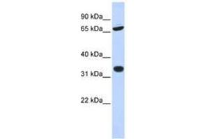 Image no. 1 for anti-Tripartite Motif Containing 28 (TRIM28) (AA 216-265) antibody (ABIN6742303) (KAP1 antibody  (AA 216-265))