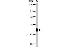 Figure 1. (Flotillin 2 antibody  (C-Term))