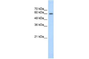 WB Suggested Anti-EBF2 Antibody Titration:  1. (EBF2 antibody  (C-Term))