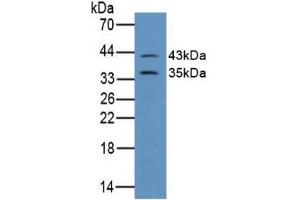 Figure. (Connexin 43/GJA1 antibody  (AA 244-382))