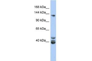 WB Suggested Anti-NCOA1 Antibody Titration:  0. (NCOA1 antibody  (Middle Region))