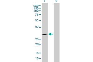 Western Blot analysis of IDI1 expression in transfected 293T cell line by IDI1 MaxPab polyclonal antibody. (IDI1 antibody  (AA 1-228))