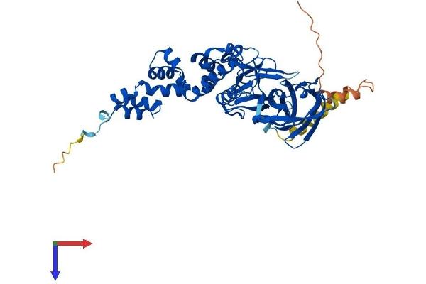F-Box Protein 3 Protein (FBXO3) (AA 1-471) (His tag)