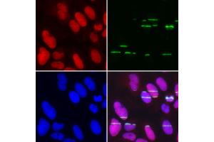 Immunofluorescence analysis of U2OS cell using POLE3 antibody. (POLE3 antibody)