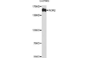 Western blot analysis of extracts of U-87MG cells, using ROR2 antibody (ABIN1876821) at 1:1000 dilution.