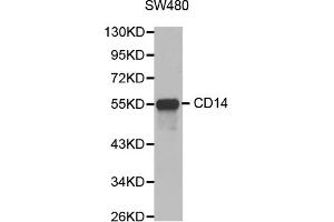 Western blot analysis of extracts of SW480 cells, using CD14 antibody (ABIN3059738). (CD14 antibody)