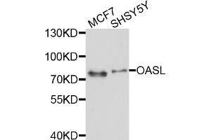 Western blot analysis of extracts of various cell lines, using OASL antibody (ABIN5999395) at 1/1000 dilution. (OASL antibody)