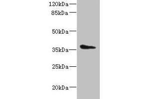 Western blot All lanes: AASDHPPT antibody at 2 μg/mL + HepG2 whole cell lysate Secondary Goat polyclonal to rabbit IgG at 1/10000 dilution Predicted band size: 36, 16 kDa Observed band size: 36 kDa (AASDHPPT antibody  (AA 1-309))