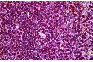 Human Spleen: Formalin-Fixed, Paraffin-Embedded (FFPE) (FZR1 antibody  (AA 1-494))