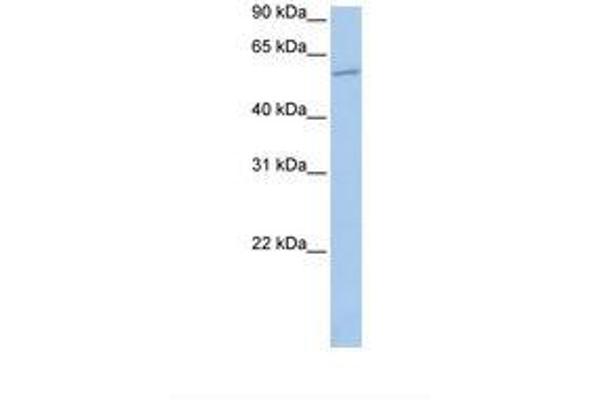 MBOAT1 antibody  (N-Term)