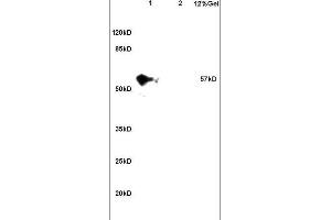 CCDC11 antibody  (AA 330-380)