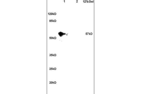CCDC11 抗体  (AA 330-380)