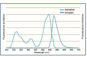 Image no. 2 for FluoroStain™ DNA Fluorescent Staining Dye (Green, 10,000X) (ABIN5662584)