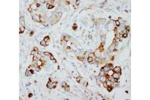 Image no. 1 for anti-S-Phase Kinase-Associated Protein 2 (SKP2) (N-Term) antibody (ABIN1495043) (SKP2 antibody  (N-Term))
