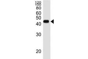 Western Blotting (WB) image for anti-CD38 (AA 241-270) antibody (ABIN3028550)