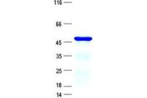 Validation with Western Blot (ECSIT Protein (ECSIT) (His tag))