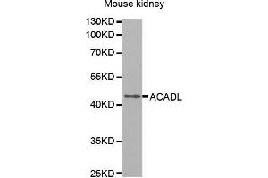 Western Blotting (WB) image for anti-Acyl-CoA Dehydrogenase, Long Chain (ACADL) (AA 31-210) antibody (ABIN6216381) (ACADL antibody  (AA 31-210))