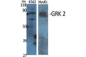 Western Blot (WB) analysis of specific cells using GRK 2 Polyclonal Antibody. (GRK2 antibody  (Ser129))