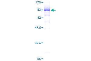 EIF5 Protein (AA 1-431) (GST tag)