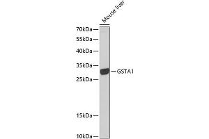 Western blot analysis of extracts of mouse liver, using GST antibody (628) at 1:1000 dilution. (GSTA1 antibody  (AA 1-222))