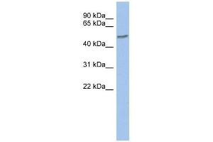 ZNF565 antibody used at 0. (ZNF565 antibody  (Middle Region))