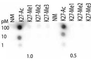 Dot Blot of Rabbit Histone H3 [ac Lys27] Antibody. (Histone 3 antibody  (H3K27ac))