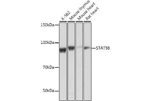 Western blot analysis of extracts of various cell lines, using STB antibody (ABIN7270311) at 1:1000 dilution. (STAT5B antibody)