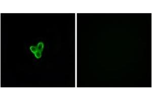 Immunofluorescence analysis of LOVO cells, using PTAFR Antibody. (PTAFR antibody  (AA 194-243))