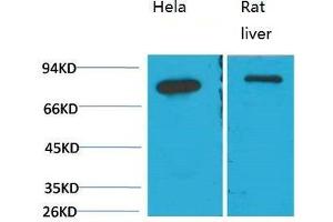 Western Blot (WB) analysis of 1)HeLa, 2) Rat LiverTissue with GRP78/Bip Mouse Monoclonal Antibody diluted at 1:2000. (GRP78 antibody)