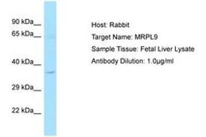 Image no. 1 for anti-Mitochondrial Ribosomal Protein L9 (MRPL9) (C-Term) antibody (ABIN6750216) (MRPL9 antibody  (C-Term))