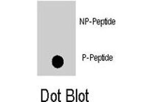 Dot blot analysis of MAPK8 (phospho T183) polyclonal antibody  on nitrocellulose membrane. (JNK antibody  (pThr183))