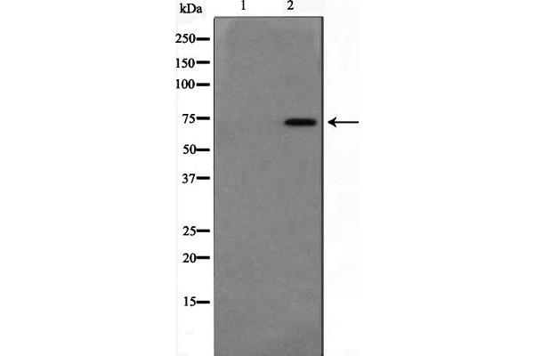 DUSP16 antibody  (Internal Region)
