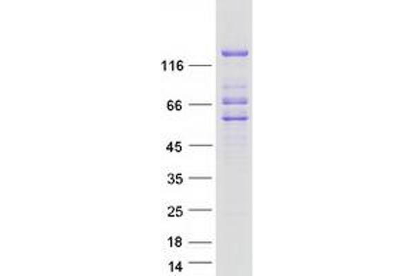 Lipin 2 Protein (LPIN2) (Myc-DYKDDDDK Tag)