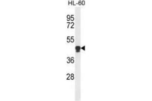 Western blot analysis of PLA2G7 (arrow) in HL-60 cell line lysates (35ug/lane) using PLA2G7  (PLA2G7 antibody  (Middle Region))