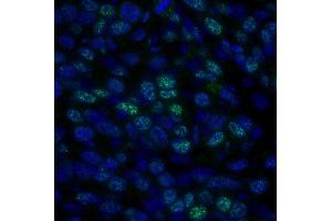 Immunofluorescence (IF) image for anti-Histone Deacetylase 1 (HDAC1) (C-Term) antibody (ABIN7448972) (HDAC1 antibody  (C-Term))