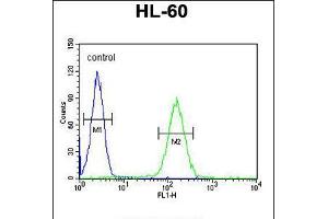 Flow cytometric analysis of HL-60 cells (right histogram) compared to a negative control cell (left histogram). (NOS1AP antibody  (AA 437-466))