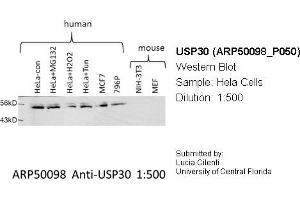 Western Blotting (WB) image for anti-Ubiquitin Specific Peptidase 30 (Usp30) (Middle Region) antibody (ABIN2773957) (Usp30 antibody  (Middle Region))