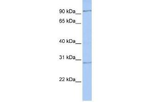HMX2 antibody used at 0. (HMX2 antibody  (Middle Region))