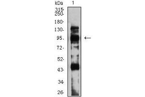 Western blot analysis using GRM8 mouse mAb against C6 (1) cell lysate. (GRM8 antibody  (AA 440-583))